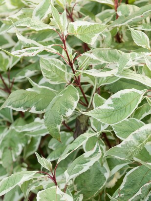 Дерен Сибирика Вариегата (SIBIRICA VARIEGATA) Дерен Сибирика Вариегата (SIBIRICA VARIEGATA)