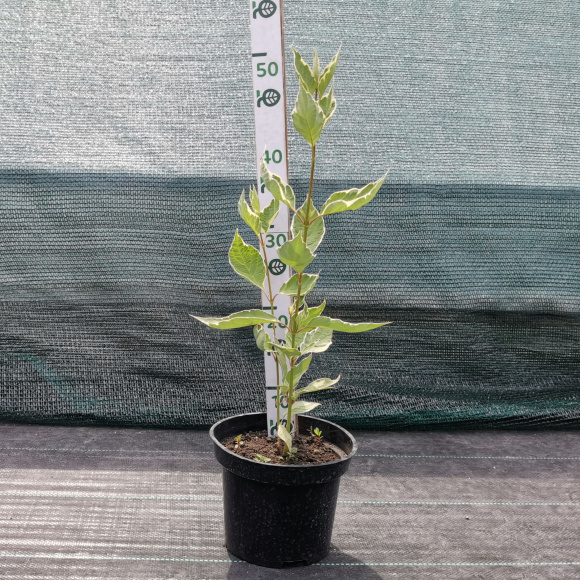 Дерен Сибирика Вариегата (SIBIRICA VARIEGATA) купить с доставкой