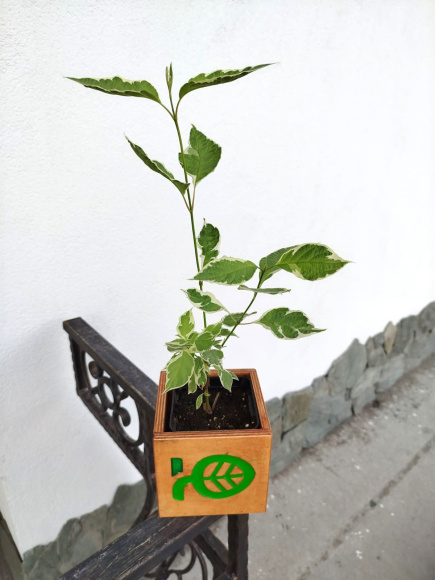 Дерен Сибирика Вариегата (SIBIRICA VARIEGATA) купить с доставкой