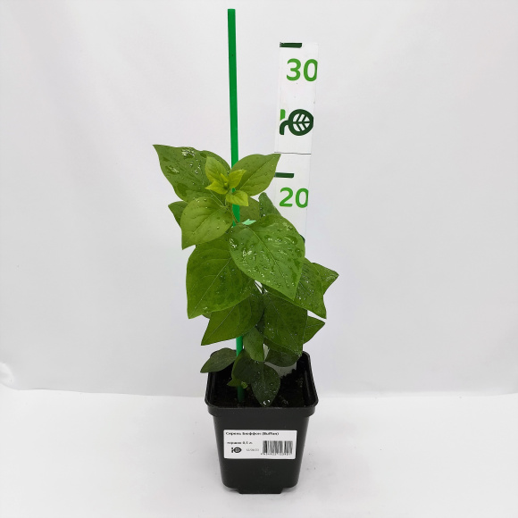 Сирень Бюффон (Buffon) купить с доставкой