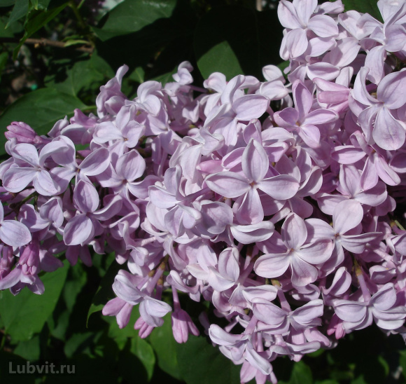 Сирень Бюффон (Buffon) купить с доставкой