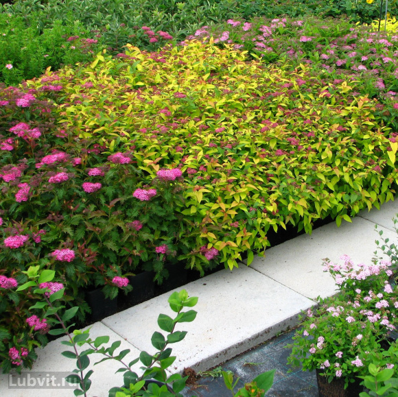 Спирея Голдфлейм (Goldflame) купить с доставкой