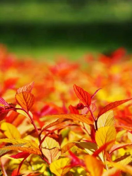 Спирея Голдфлейм (Goldflame) купить с доставкой Спирея Голдфлейм (Goldflame) купить с доставкой