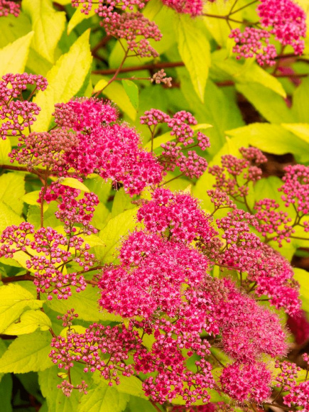 Спирея Голдфлейм (Goldflame) купить с доставкой Спирея Голдфлейм (Goldflame) купить с доставкой