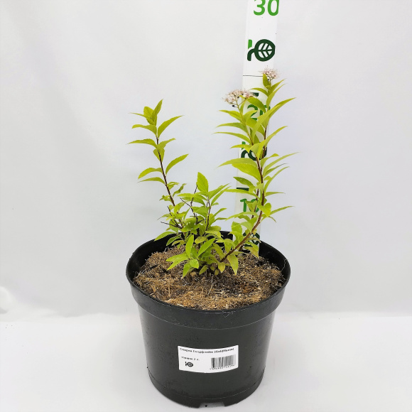 Спирея Голдфлейм (Goldflame) купить с доставкой