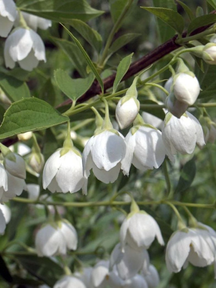 Чубушник Воздушный десант купить с доставкой