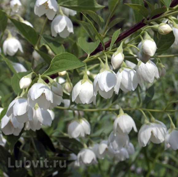 Чубушник Воздушный десант купить с доставкой