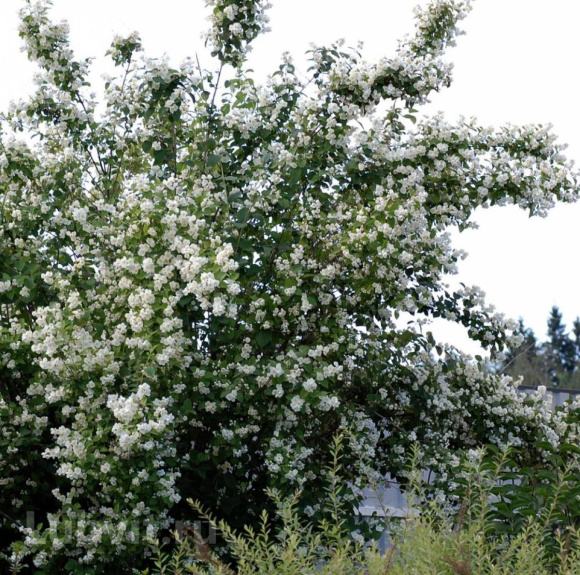 Чубушник Воздушный десант купить с доставкой