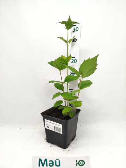 Чубушник Воздушный десант купить с доставкой