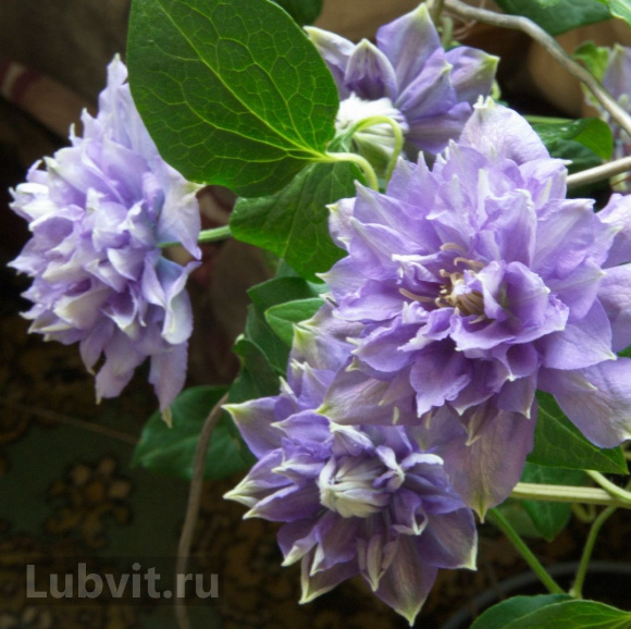 Клематис Блю Эксплоужен (Blue Explosion) купить с доставкой Клематис Блю Эксплоужен (Blue Explosion) купить с доставкой