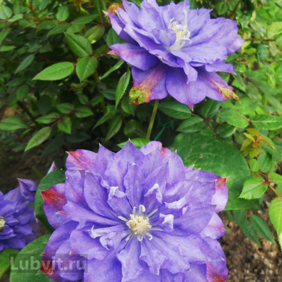 Клематис Блю Эксплоужен (Blue Explosion) купить с доставкой Клематис Блю Эксплоужен (Blue Explosion) купить с доставкой