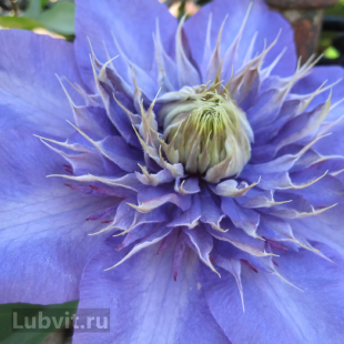 Клематис Блю Эксплоужен (Blue Explosion)