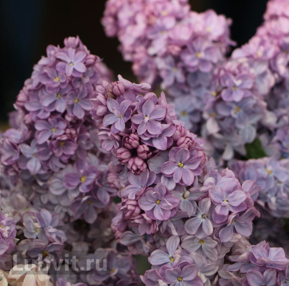 Сирень Вечерняя Москва купить с доставкой Сирень Вечерняя Москва купить с доставкой