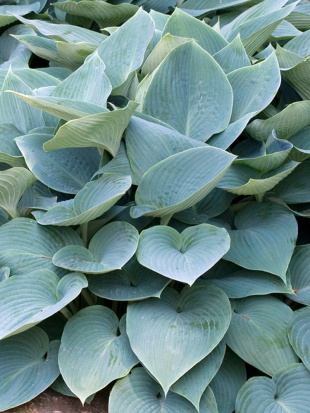 Хоста Халцион (Halcyon) [M]