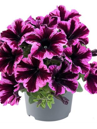 Петуния вегетативная Космик Пинк (Go! Tunia Cosmic Pink)