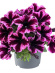 Петуния вегетативная Космик Пинк (Go! Tunia Cosmic Pink) купить с доставкой Петуния вегетативная Космик Пинк (Go! Tunia Cosmic Pink) купить с доставкой