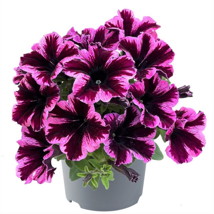Петуния вегетативная Космик Пинк (Go! Tunia Cosmic Pink) можно купить недорого с доставкой в питомнике Любвитский