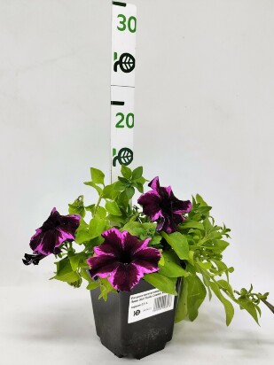 Петуния вегетативная Космик Пинк (Go! Tunia Cosmic Pink)