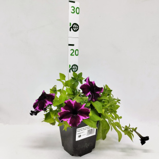 Петуния вегетативная Космик Пинк (Go! Tunia Cosmic Pink)