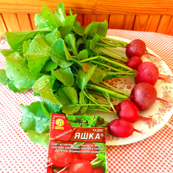 Редис Яшка [Аэлита] купить с доставкой