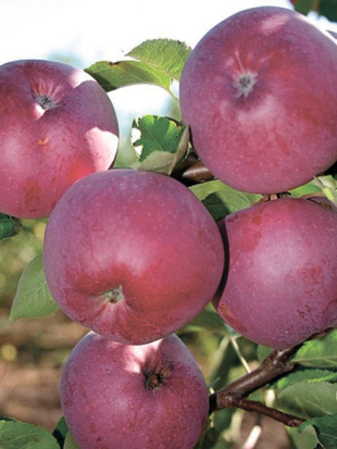 Яблоня Спартан