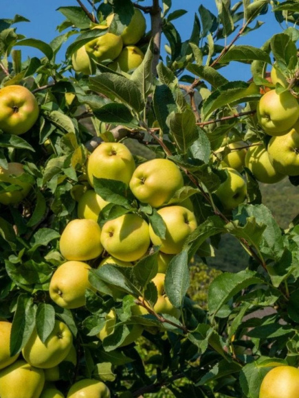 Яблоня Дачное купить с доставкой