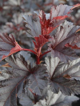 Пузыреплодник Миднайт (Midnight) Пузыреплодник Миднайт (Midnight)