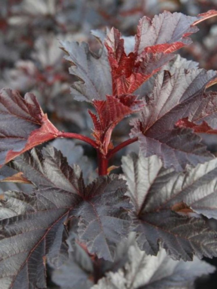 Пузыреплодник Миднайт (Midnight) купить с доставкой