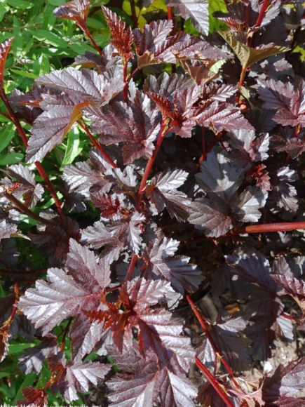 Пузыреплодник Миднайт (Midnight) купить с доставкой