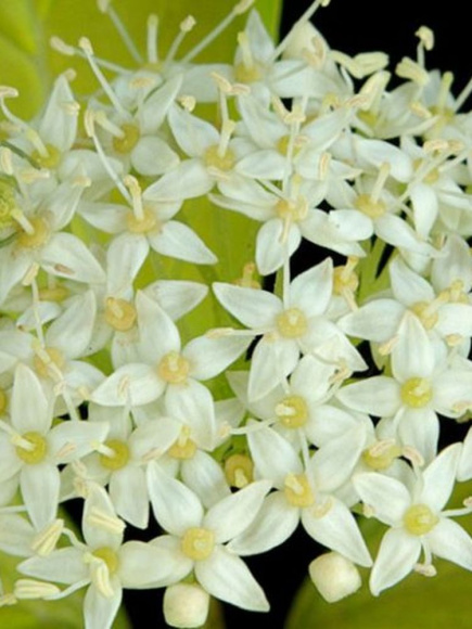 Дерен Ауреа (Aurea) купить с доставкой Дерен Ауреа (Aurea) купить с доставкой