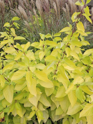 Дерен Ауреа (Aurea)