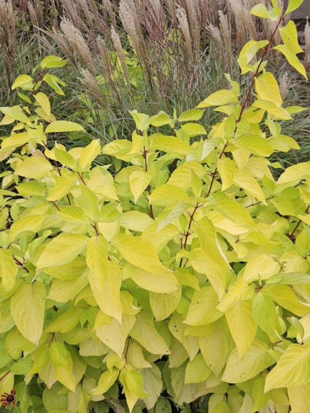 Дерен Ауреа (Aurea) купить с доставкой Дерен Ауреа (Aurea) купить с доставкой