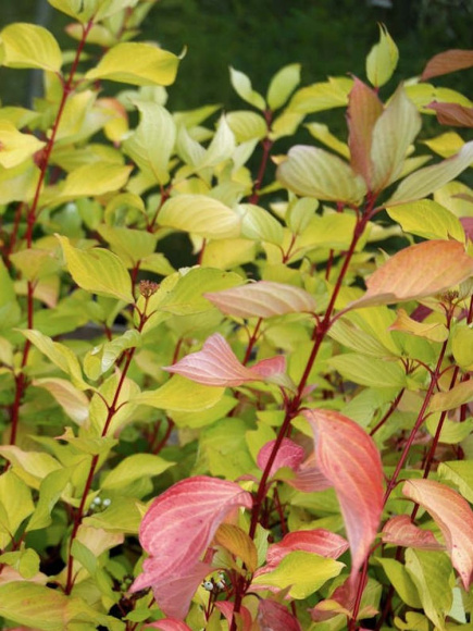 Дерен Ауреа (Aurea) купить с доставкой Дерен Ауреа (Aurea) купить с доставкой