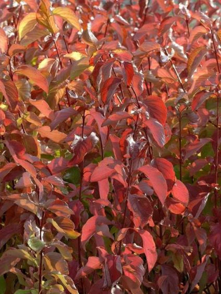 Дерен Ауреа (Aurea) купить с доставкой Дерен Ауреа (Aurea) купить с доставкой