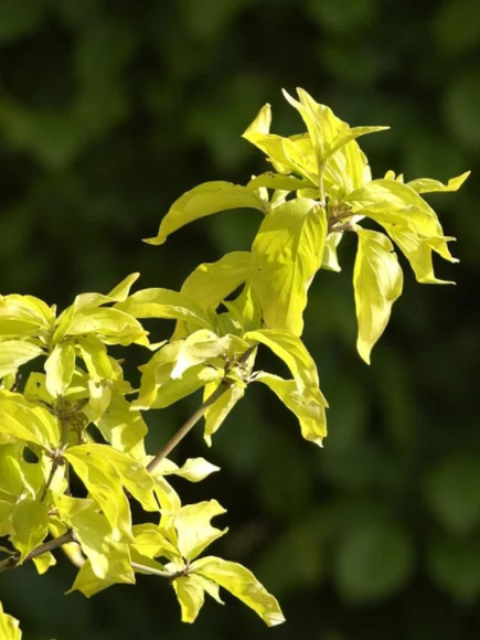 Дерен Ауреа (Aurea) купить с доставкой Дерен Ауреа (Aurea) купить с доставкой