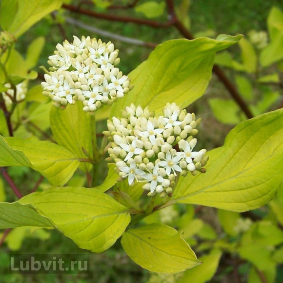 Дерен Ауреа (Aurea) купить с доставкой