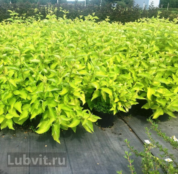 Дерен Ауреа (Aurea) купить с доставкой