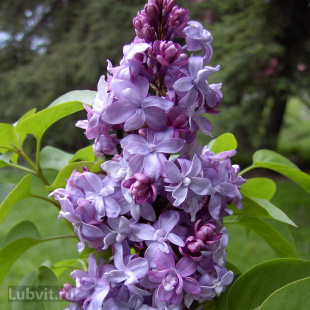 Сирень Надежда Сирень Надежда