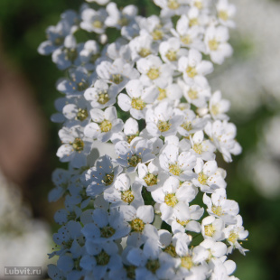 Спирея Грефшейм (Grefsheim)