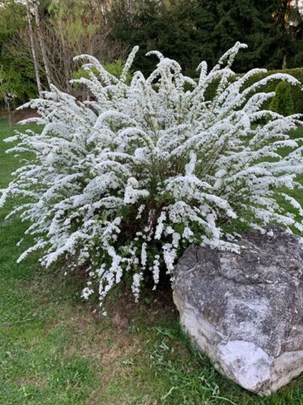 Спирея Грефшейм (Grefsheim) купить с доставкой