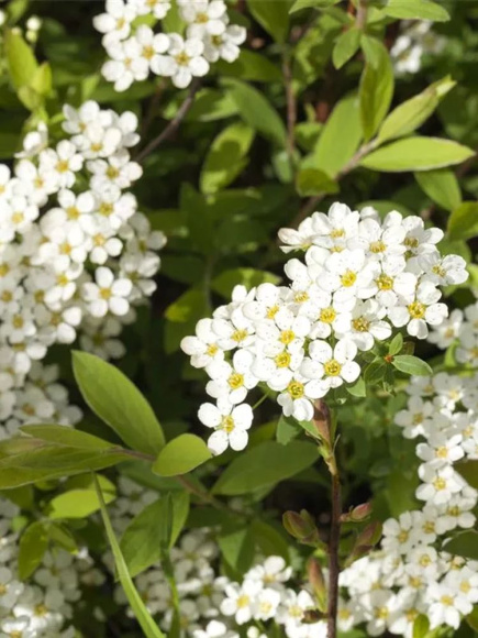 Спирея Грефшейм (Grefsheim) купить с доставкой