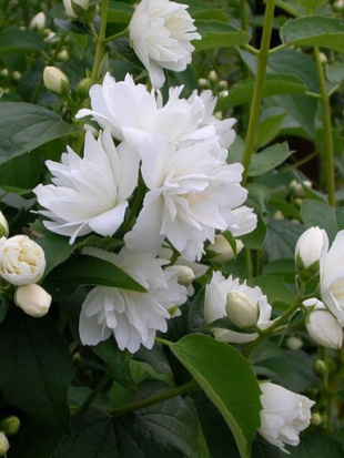 Чубушник Комсомолец