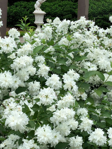 Чубушник Комсомолец купить с доставкой