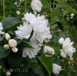 Чубушник Комсомолец