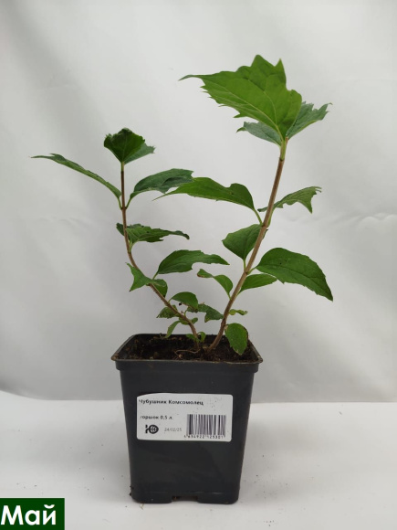 Чубушник Комсомолец купить с доставкой