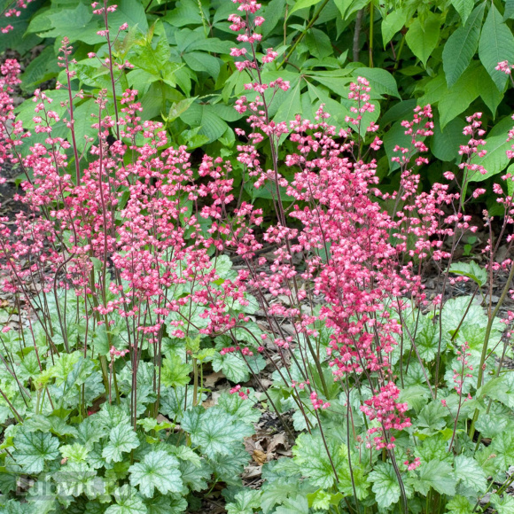 Гейхера Париж (Paris) купить с доставкой Гейхера Париж (Paris) купить с доставкой