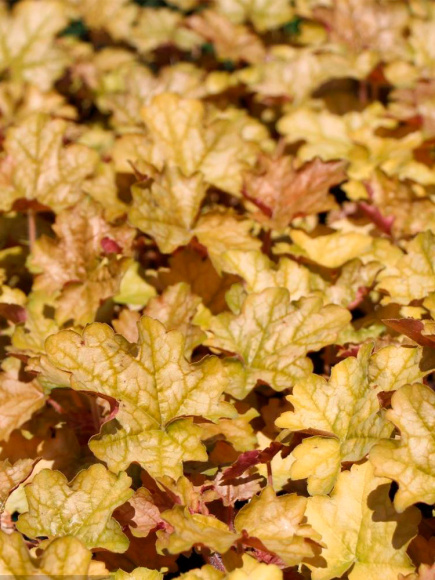 Гейхера Джинджер Эль (Ginger Ale) купить с доставкой