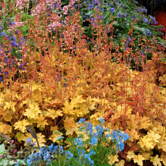 Гейхера Джинджер Эль (Ginger Ale) купить с доставкой