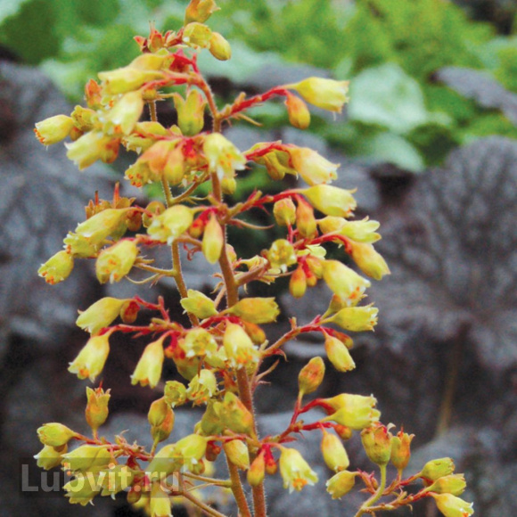 Гейхера Джинджер Эль (Ginger Ale) купить с доставкой