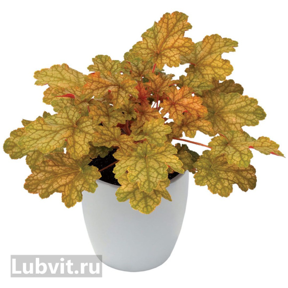 Гейхера Джинджер Эль (Ginger Ale) купить с доставкой